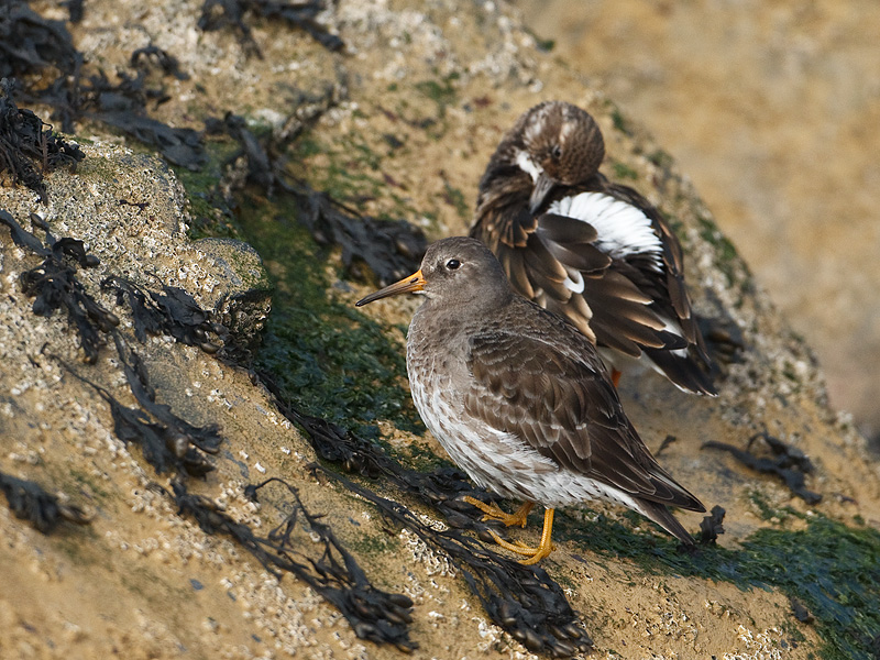 Calidris maritima Purple Sandpiper Paarse Strandloper